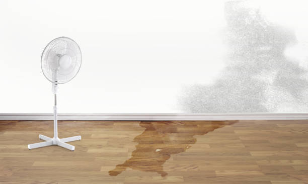  St Leo, FL Water damage restoration Pros