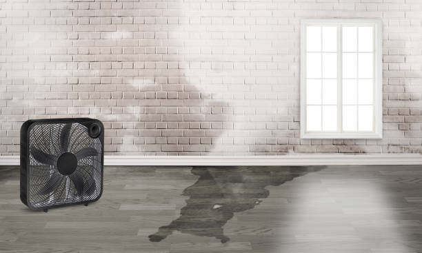 Best Water damage restoration process  in St Leo, FL