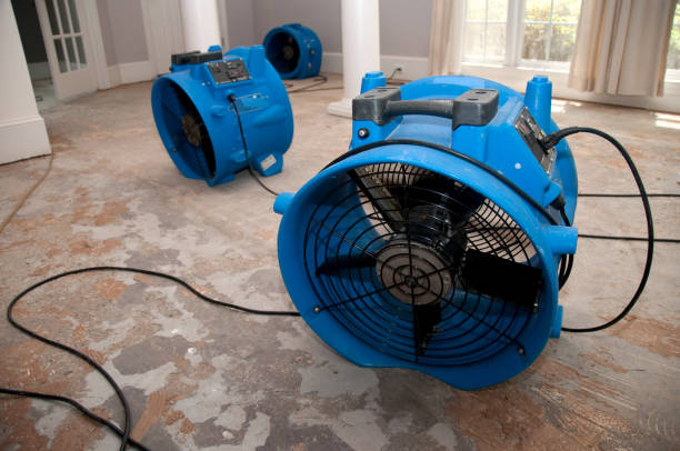 Best Flood restoration services  in St Leo, FL