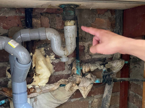 Best Local water damage restoration  in St Leo, FL