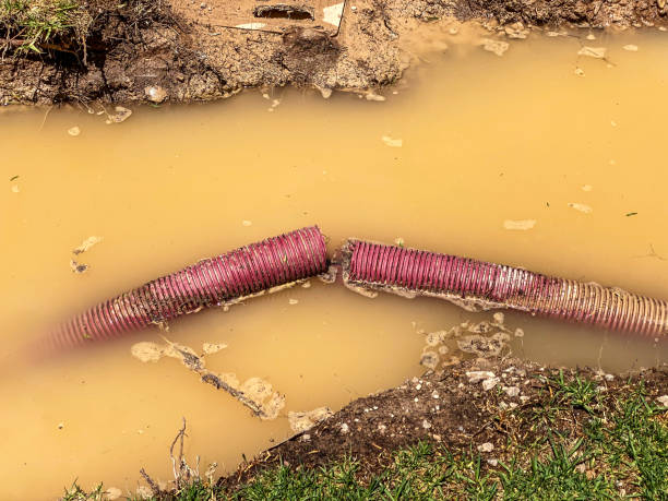 Best Water damage restoration near me  in St Leo, FL